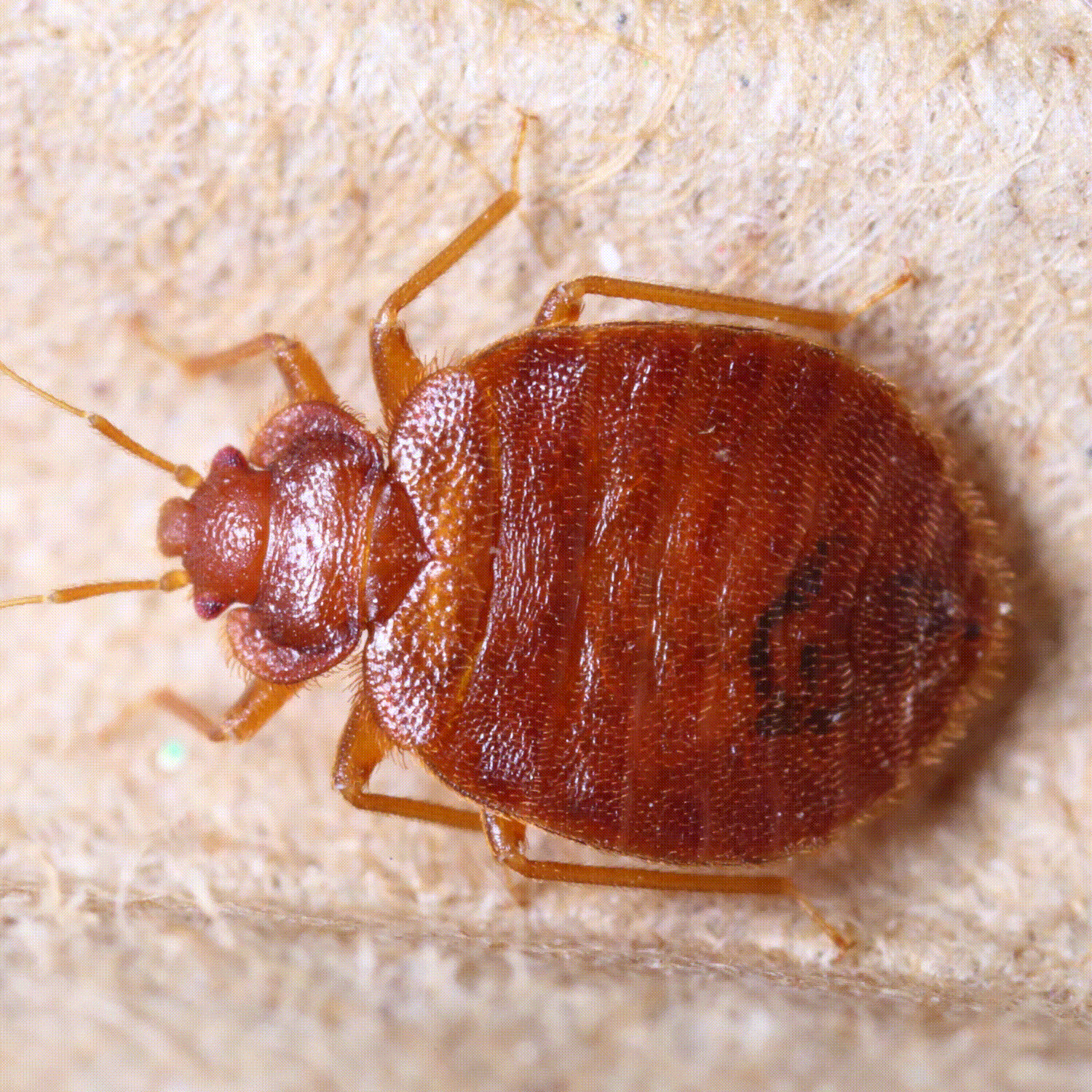 Fumigaciones en Tijuana FUMIPLUS