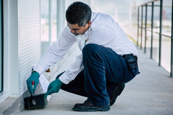 Fumigaciones en Tijuana FUMIPLUS